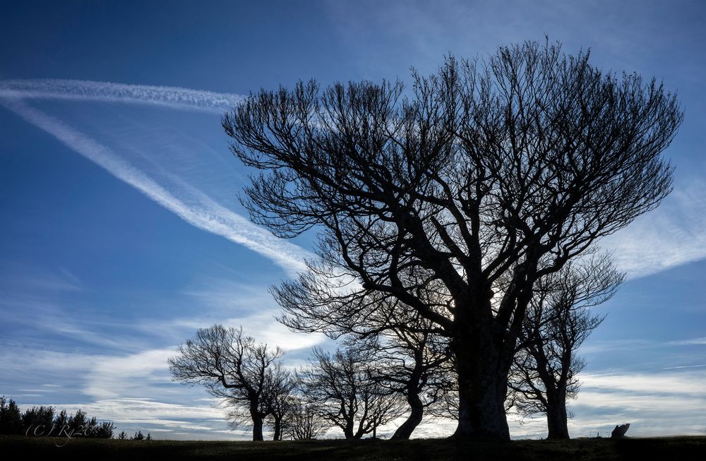 bleu et noir Foto & Bild fotos, spezial, bäume Bilder auf
