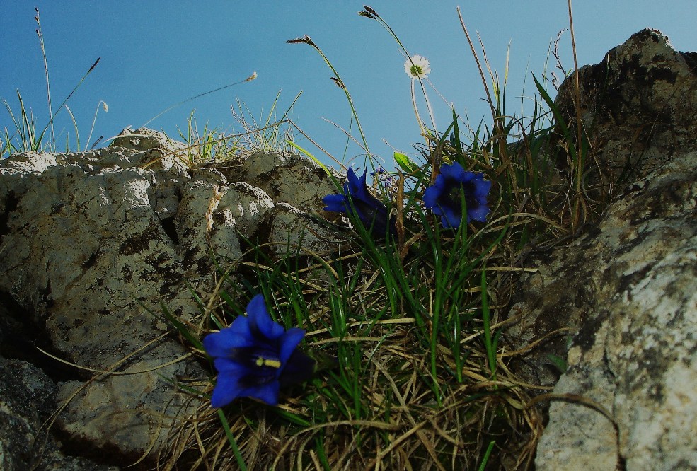 bleu gentiane