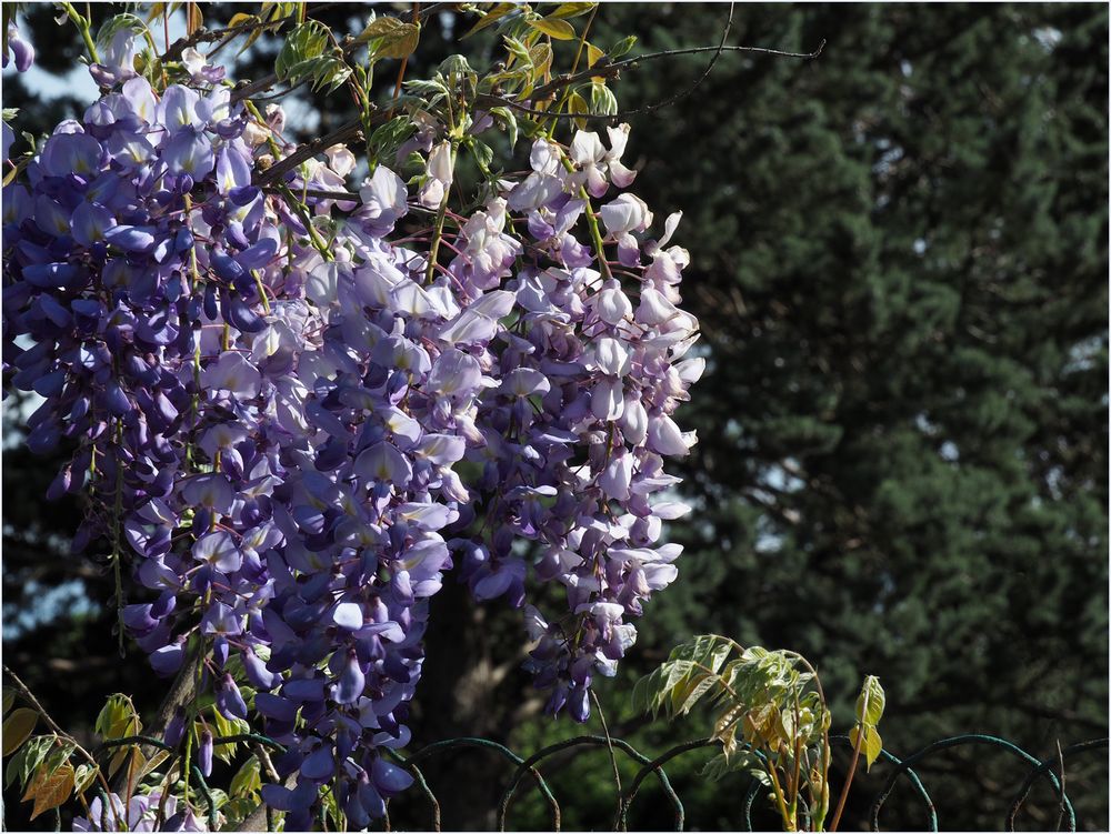 Bleu glycine 