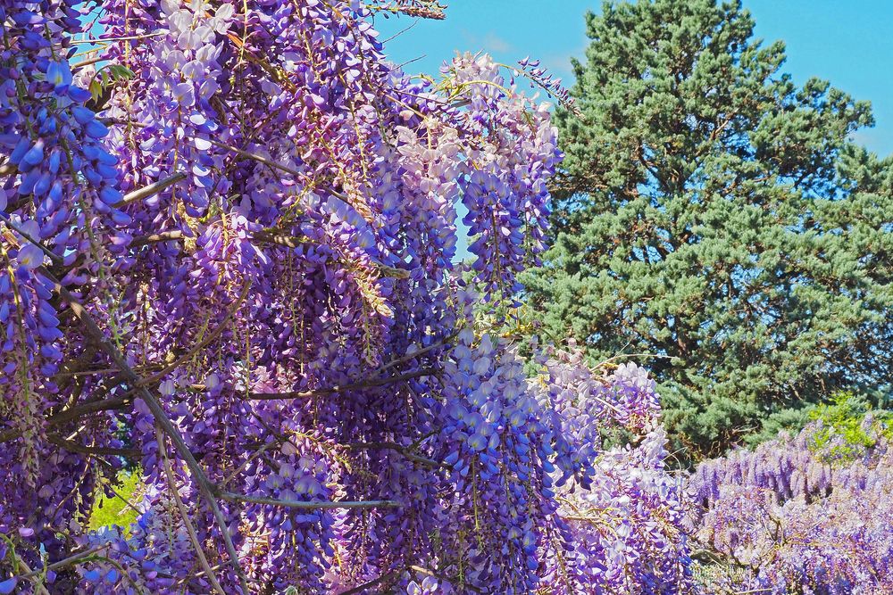 Bleu glycine et bleu ciel