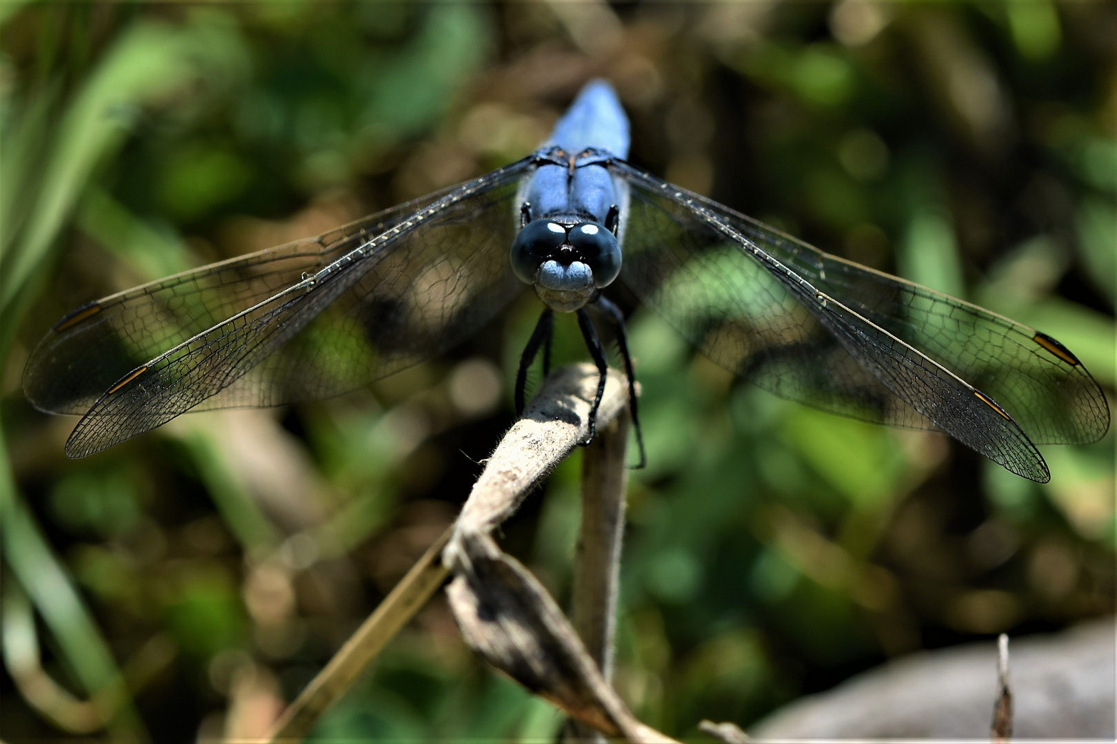 Bleu intégrale