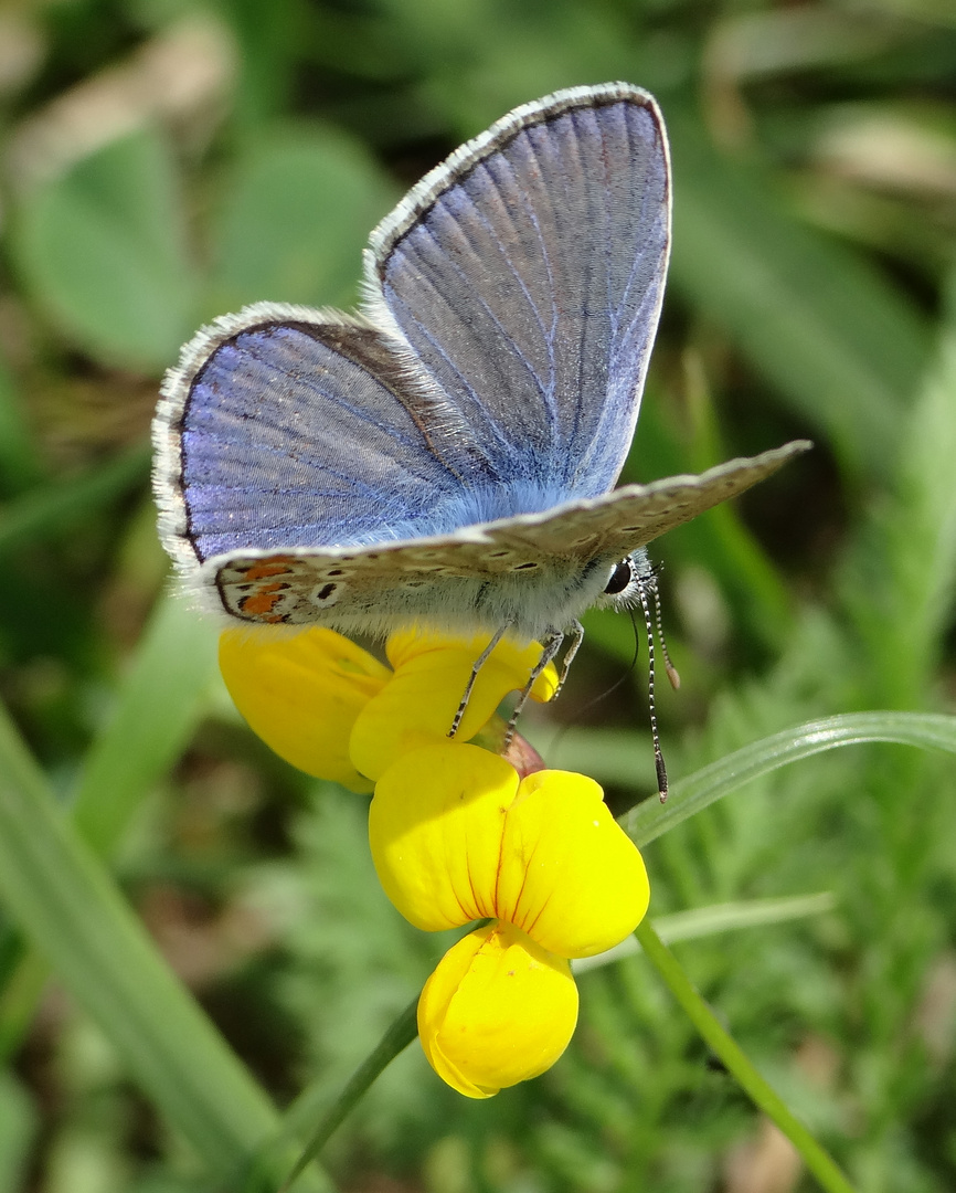 Bleu, jaune, vert...