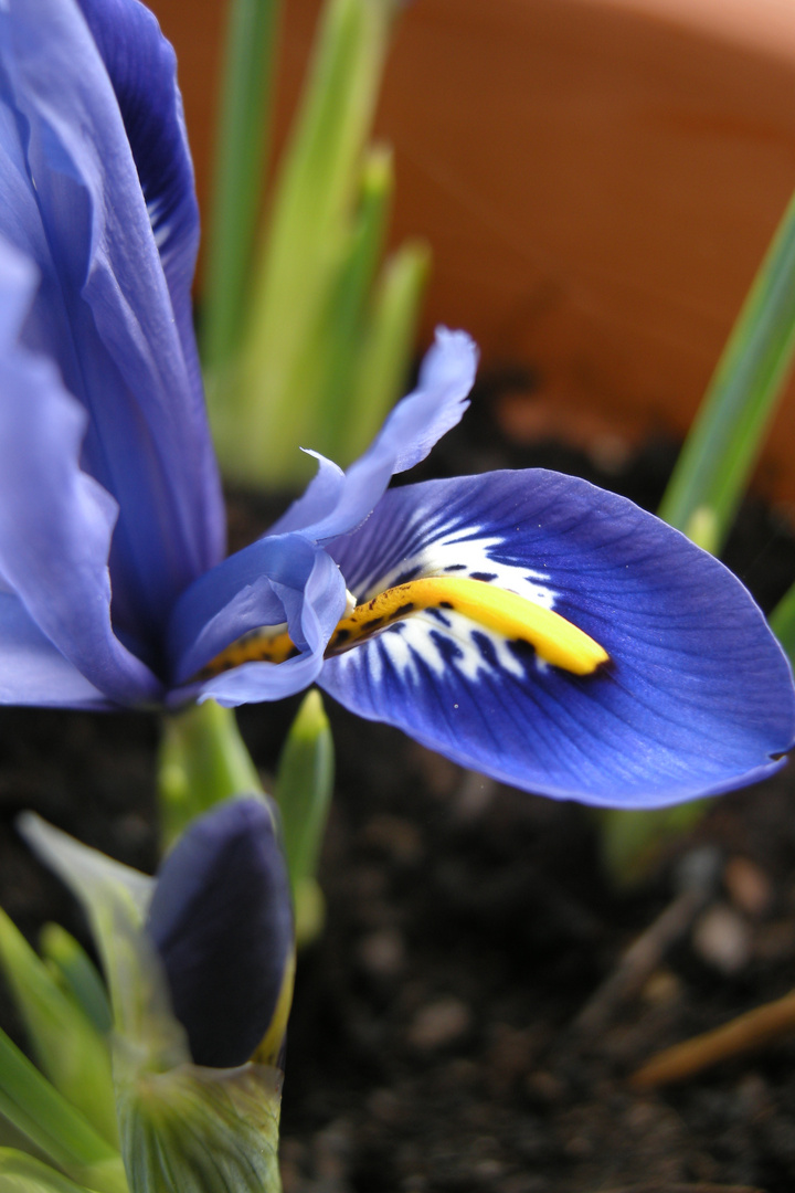 bleu, jaune.........tentation