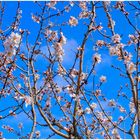 Bleu, le ciel de Provence...