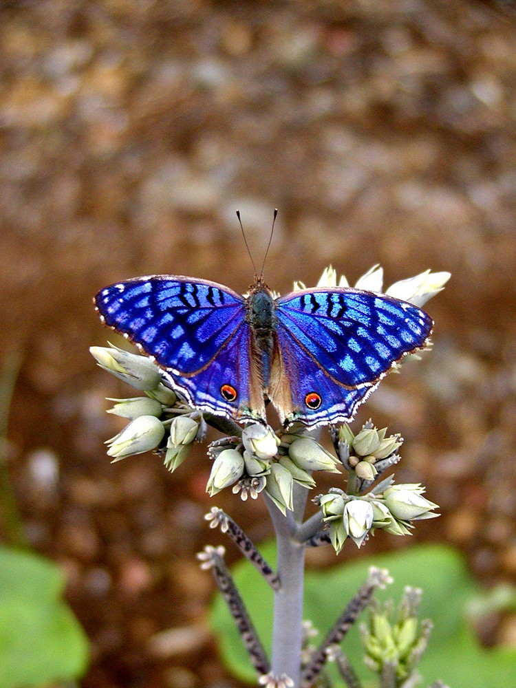 bleu métal