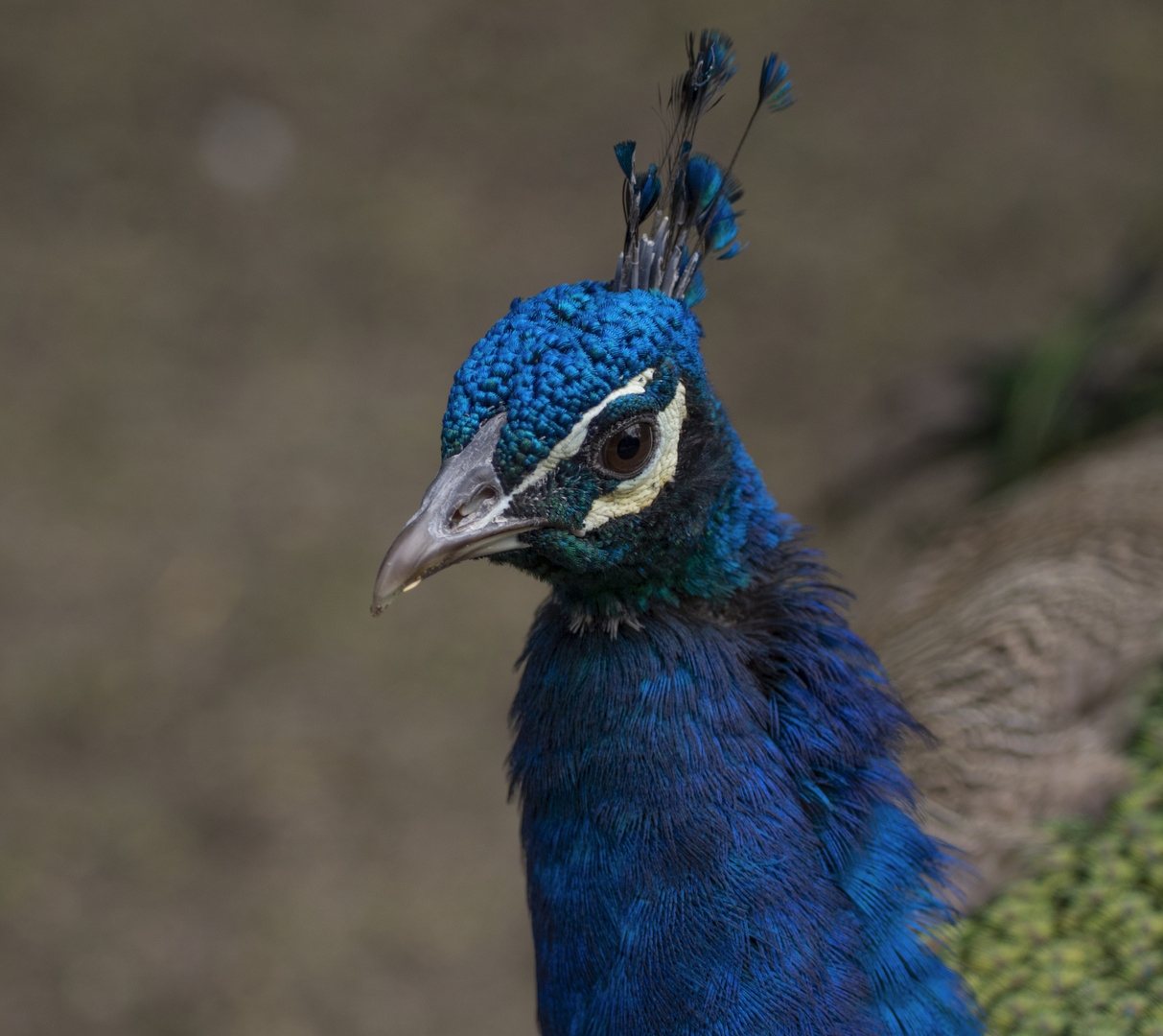 Bleu métallique (Pavo cristatus - paon bleu)