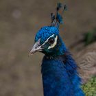 Bleu métallique (Pavo cristatus - paon bleu)