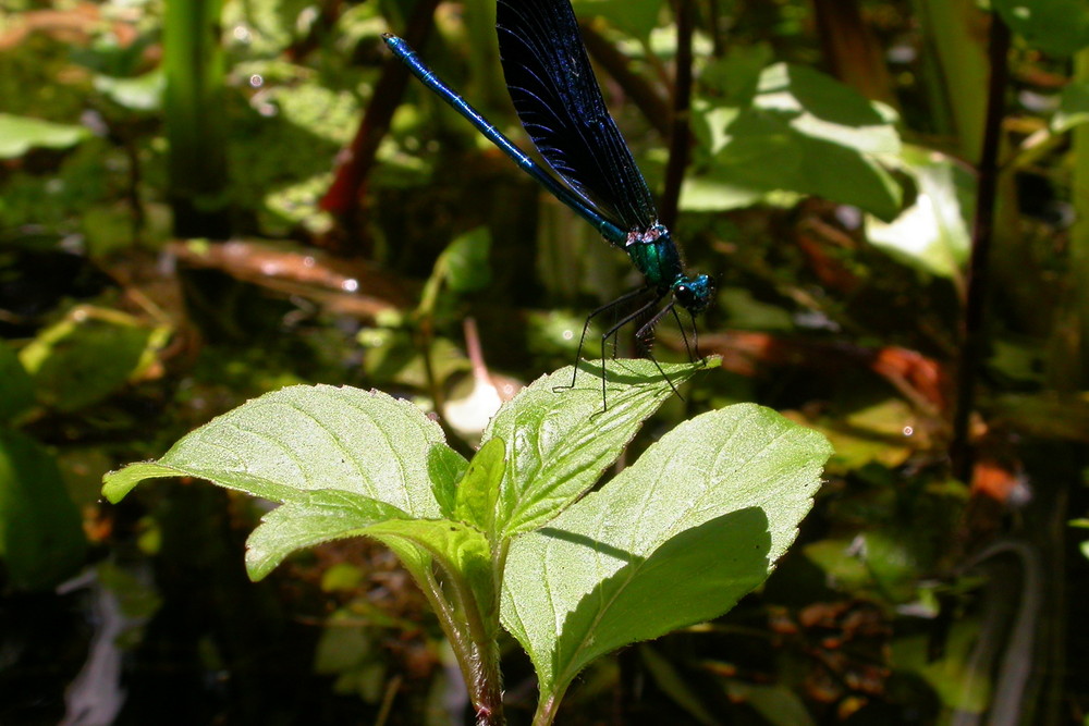 Bleu nuit de calimelolo 