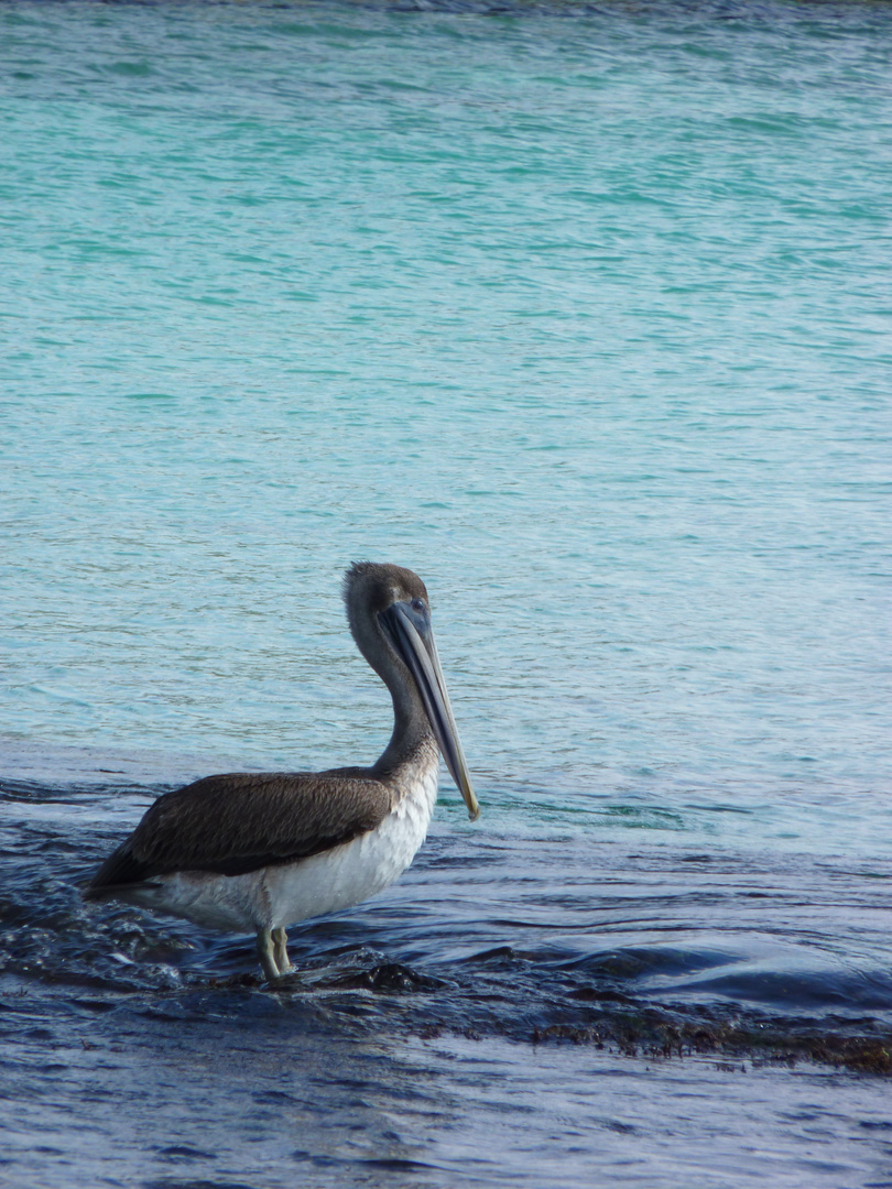 bleu pélican