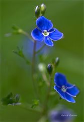 bleu prairie