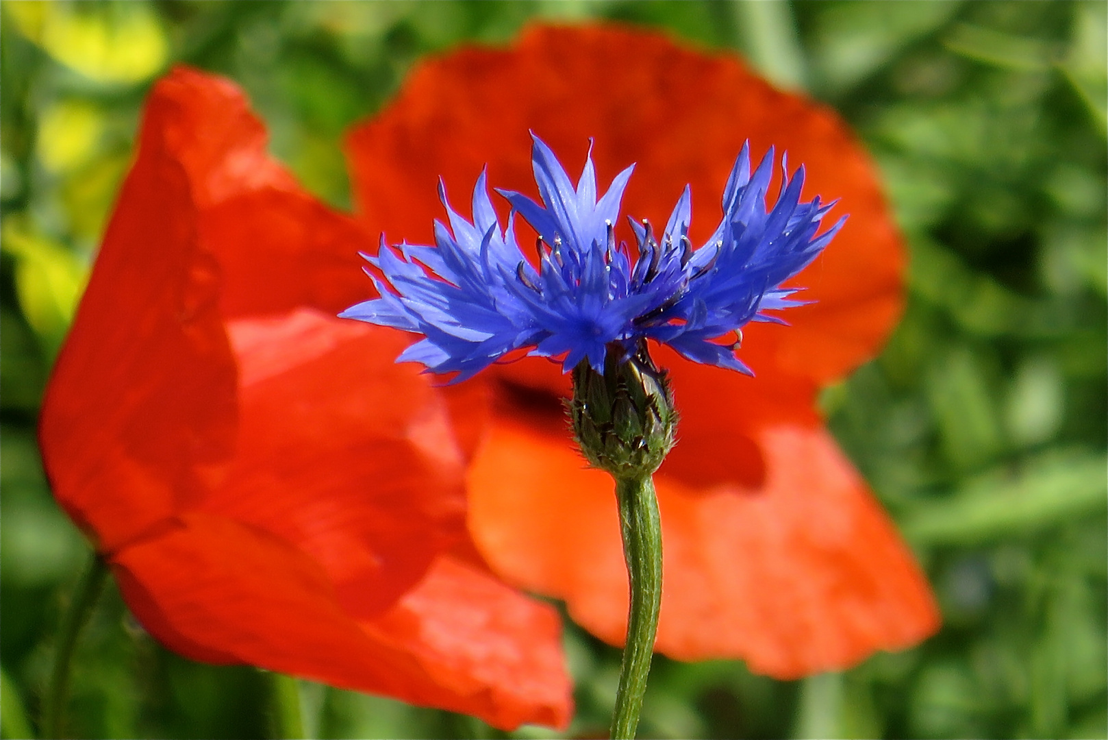 ... bleu + rouge !!!...