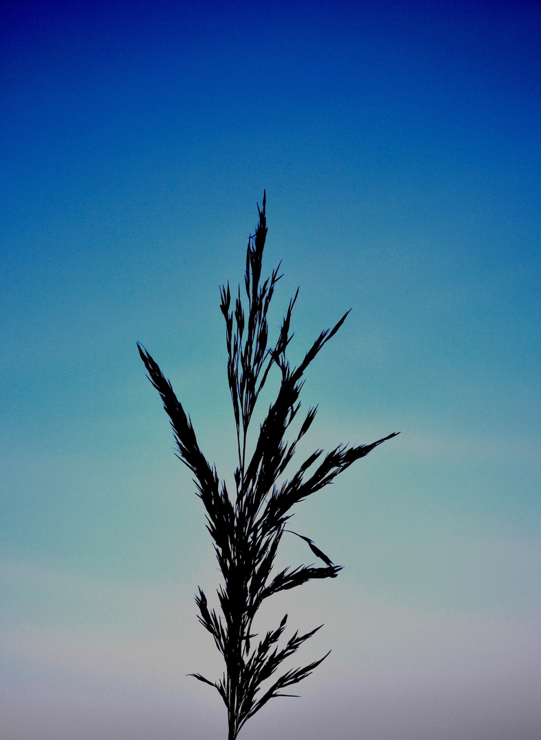 Bleu sky