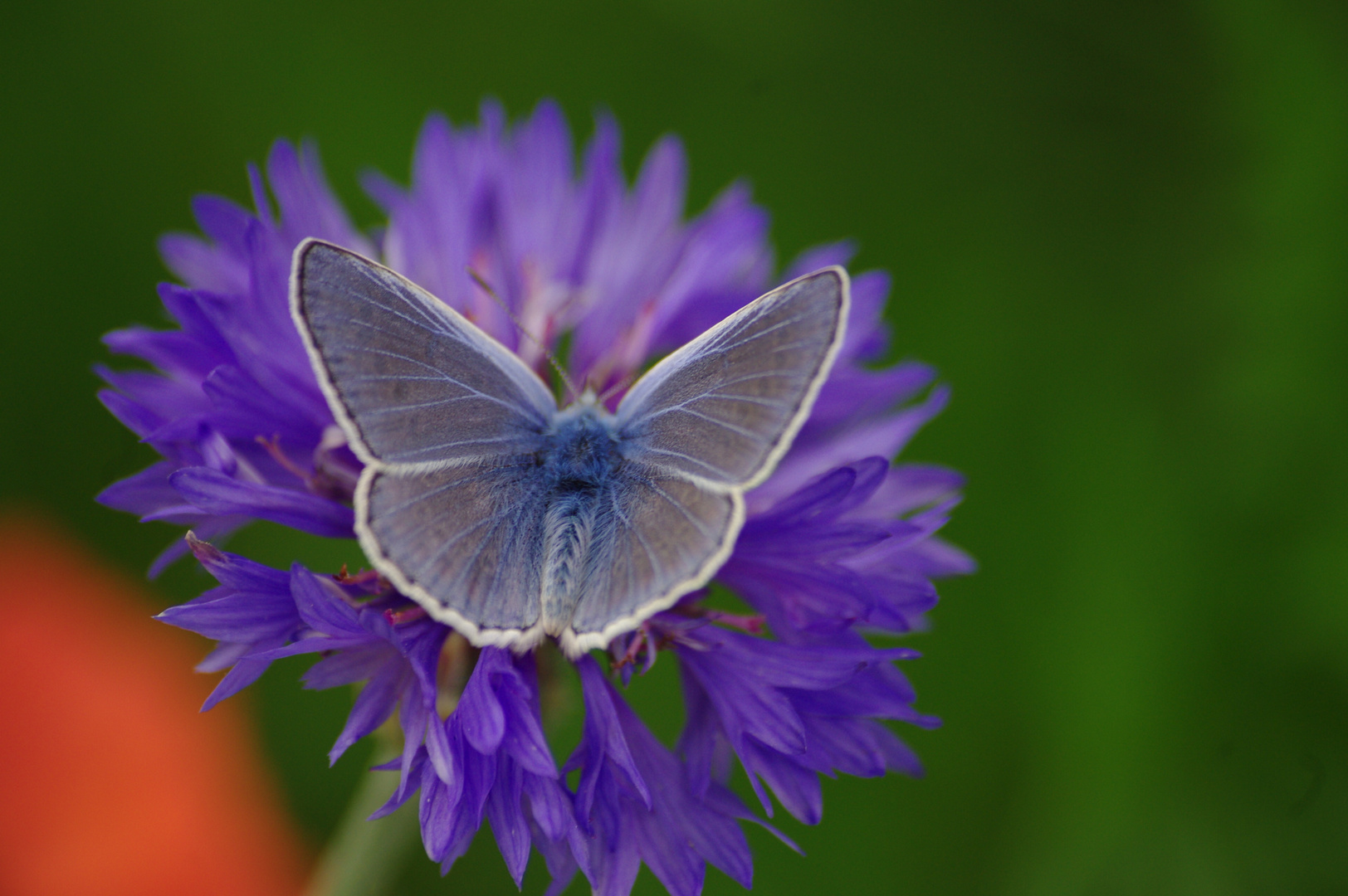 bleu sur bleu