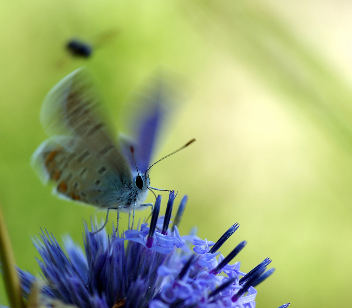 bleu sur bleu