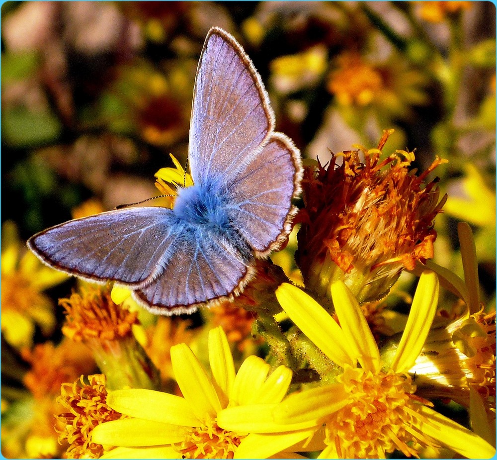 bleu sur jaune.