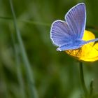 Bleu sur Jaune