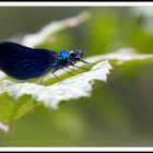 Bleu sur vert