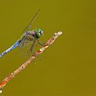 ...Bleue aux yeux verts...