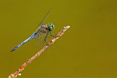 ...Bleue aux yeux verts...