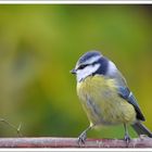 Bleue d'automne