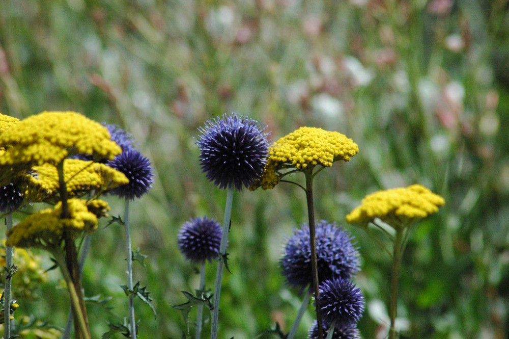 Bleue et jaune