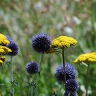 Bleue et jaune