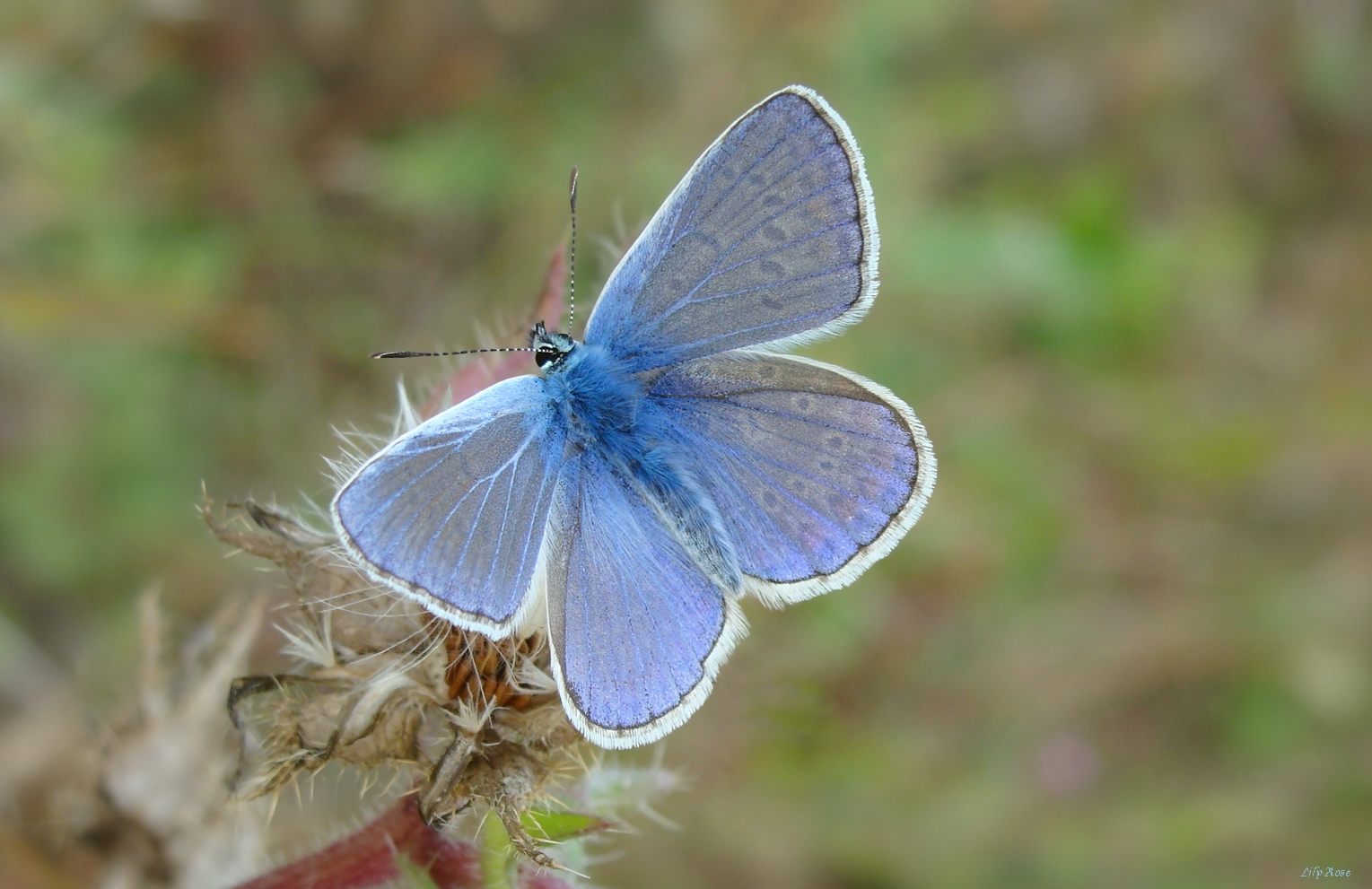 ... Bleue Fée ...