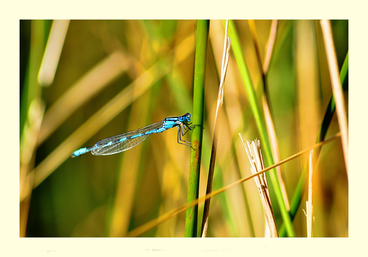 Bleue libellule....