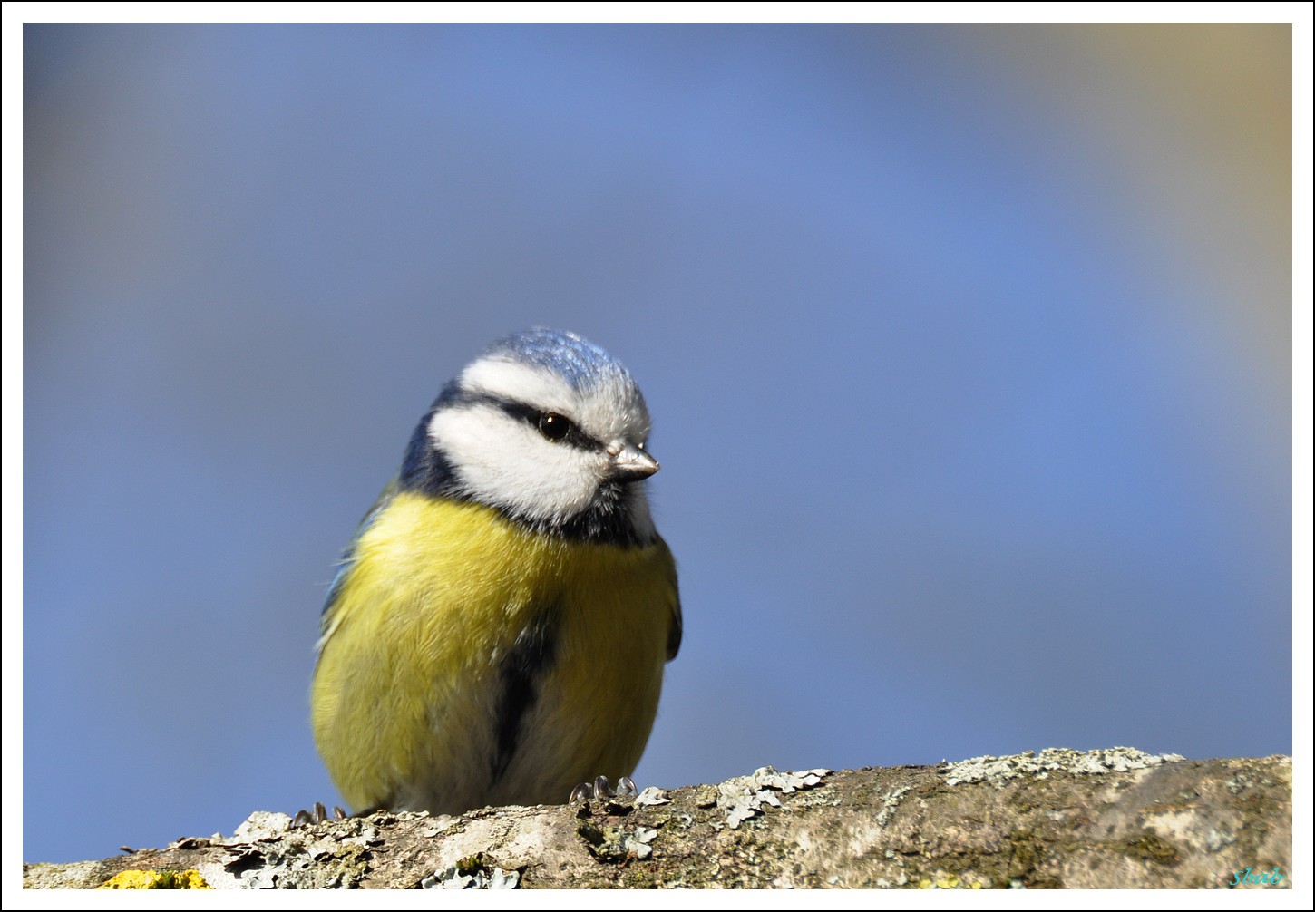 bleue perchée