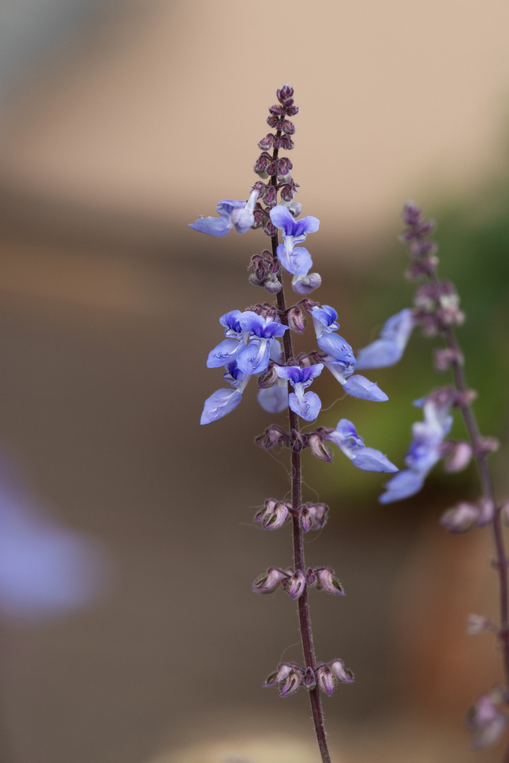 bleues délicates