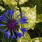 Bleuet centaurée  --  Centaurea montana  --  Berg-Kornblume