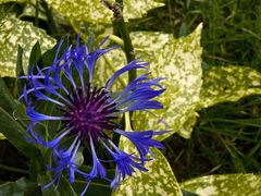 Bleuet centaurée  --  Centaurea montana  --  Berg-Kornblume