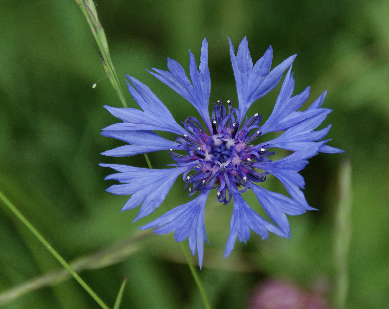 Bleuet du poëte