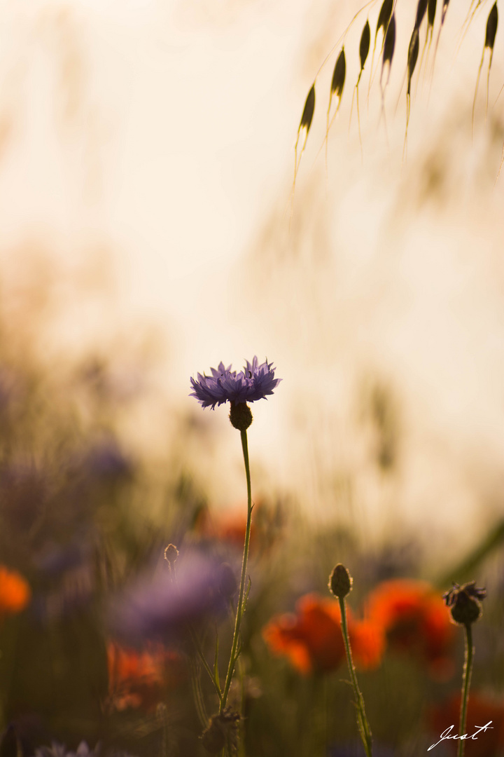 Bleuet en couleur