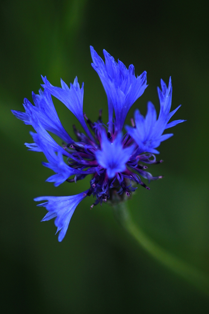 Bleuet métallique