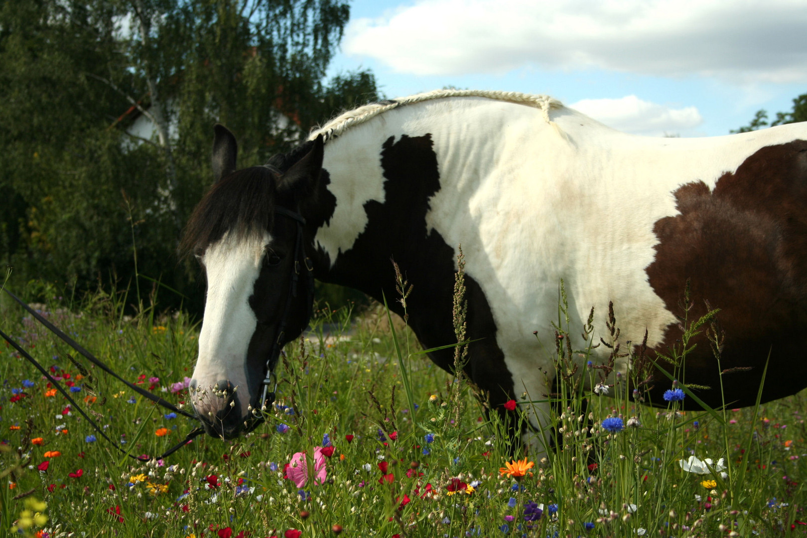 Bli-Bla-Blumenwiese