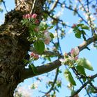 Blich hoch zu den Blüten