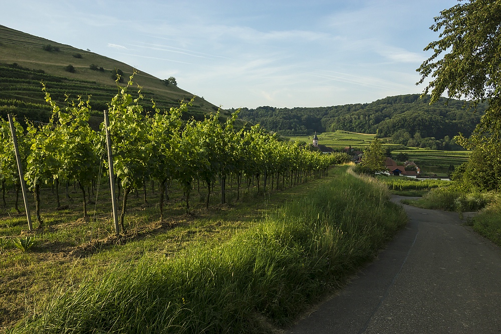 Blick auf Altvogtsburg