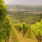 Blick auf Bad Cannstatt