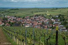 Blick auf Birkweiler in der Südlichen Weinstrasse