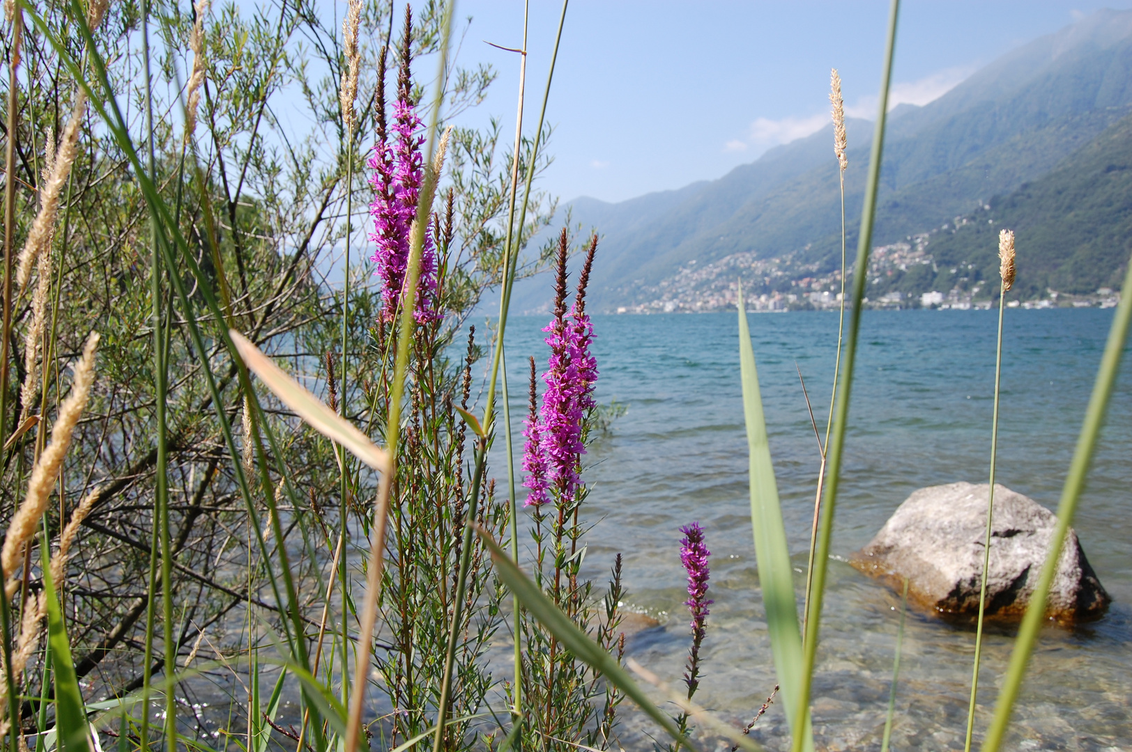 Blick auf Brissago