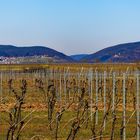 Blick auf Burg Landeck und Gleiszellen