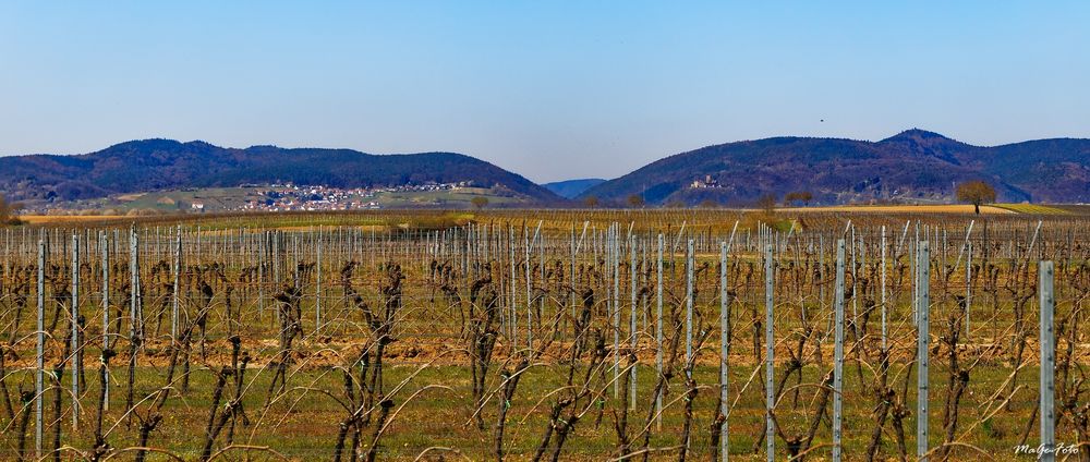 Blick auf Burg Landeck und Gleiszellen