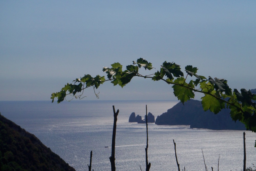 Blick auf Capri