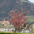 Blick auf das Dorf Tirol