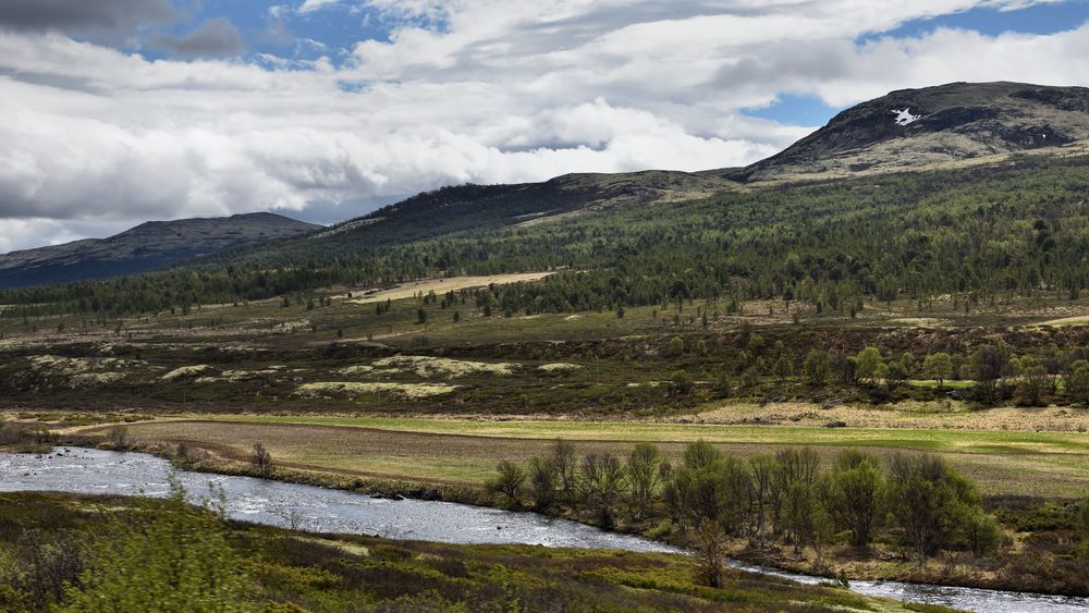 Blick auf das Dovrefjell