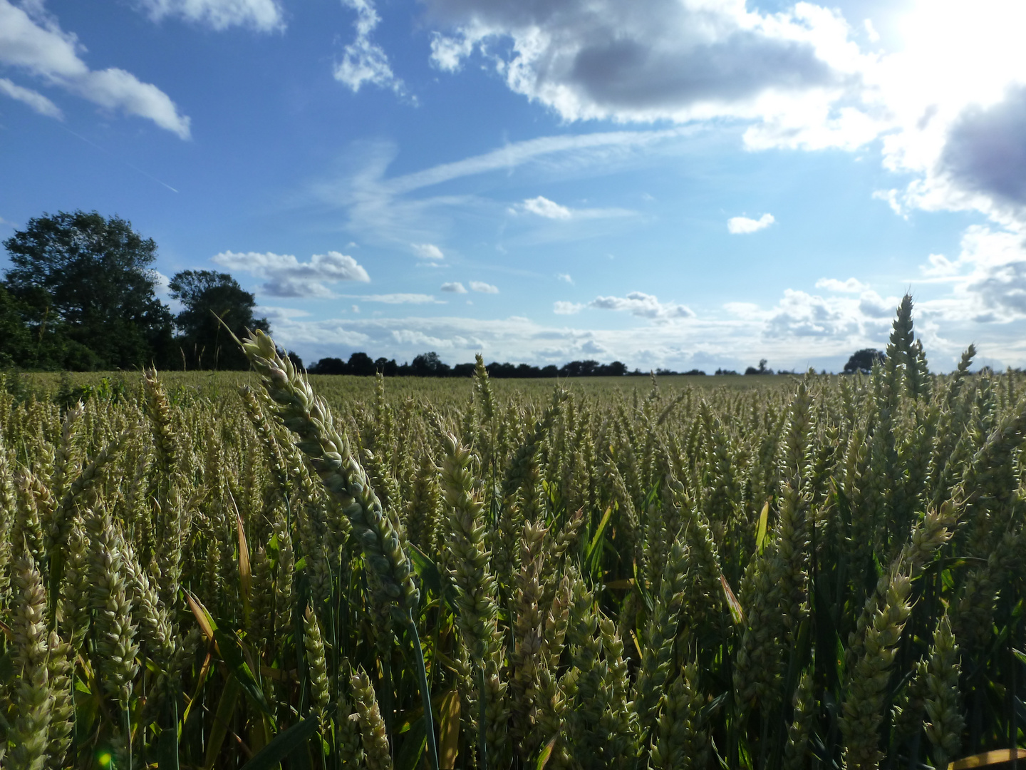 Blick auf das Getreide