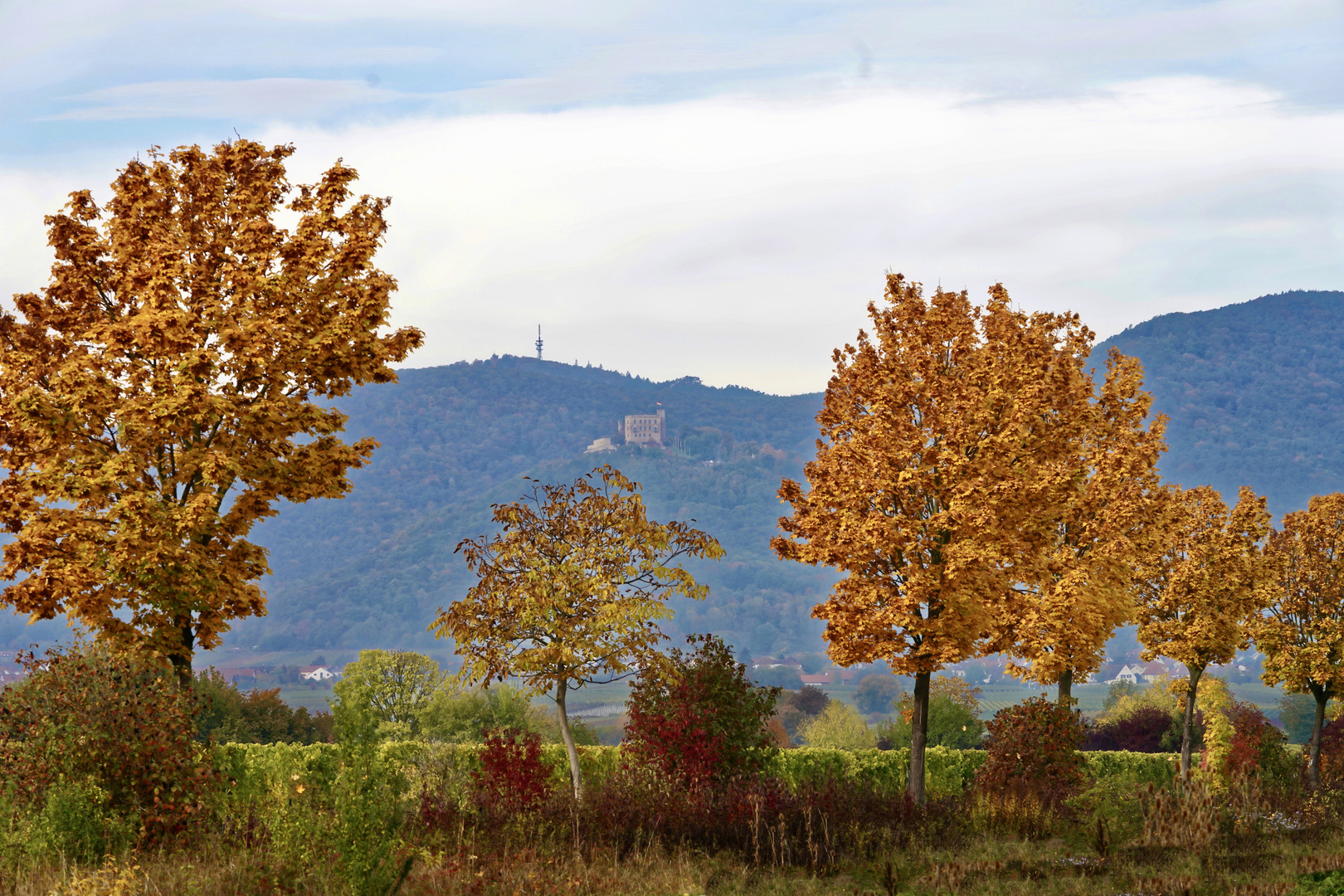 Blick auf das Hambacher Schloss 