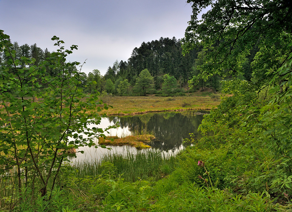 Blick auf das Moorfeld vom Nonnenmattweier Nr.4