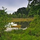 Blick auf das Moorfeld vom Nonnenmattweier Nr.4